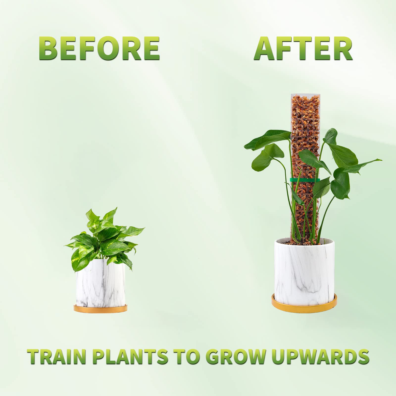 نباتات أقطاب الطحلب تدعم النبا - مراجعة Plant Support Stake وسعره