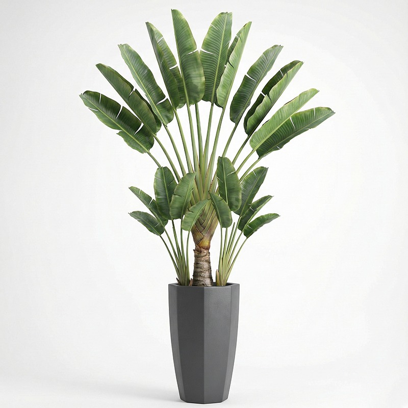 شجرة التين المزيفة عالية المحا - مراجعة Fiddle Leaf Fig وسعره