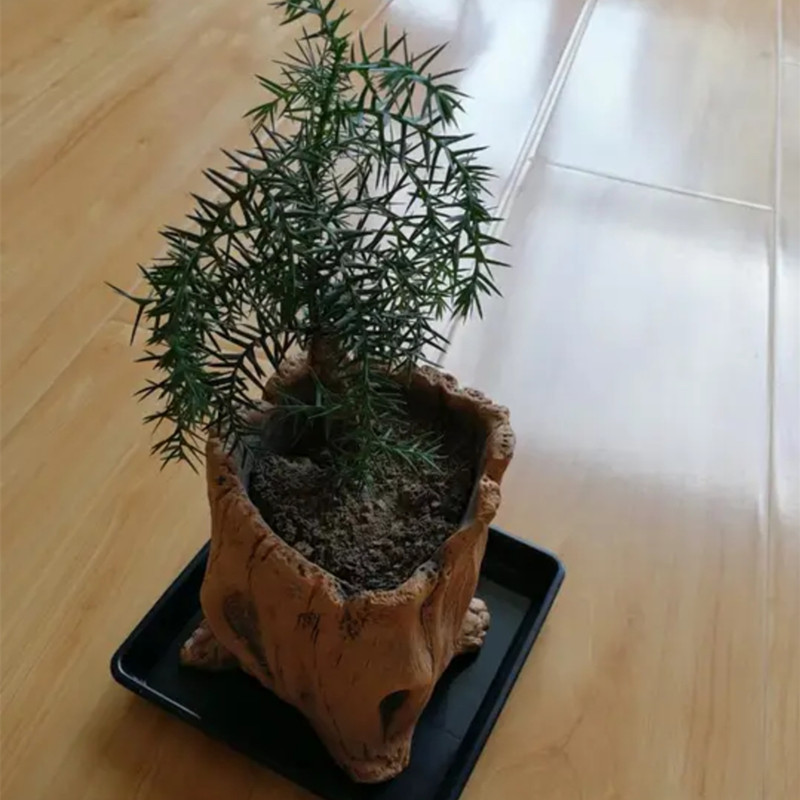 تقليد حصص خشبية جذور شجرة زراع - مراجعة Succulent Set وسعره