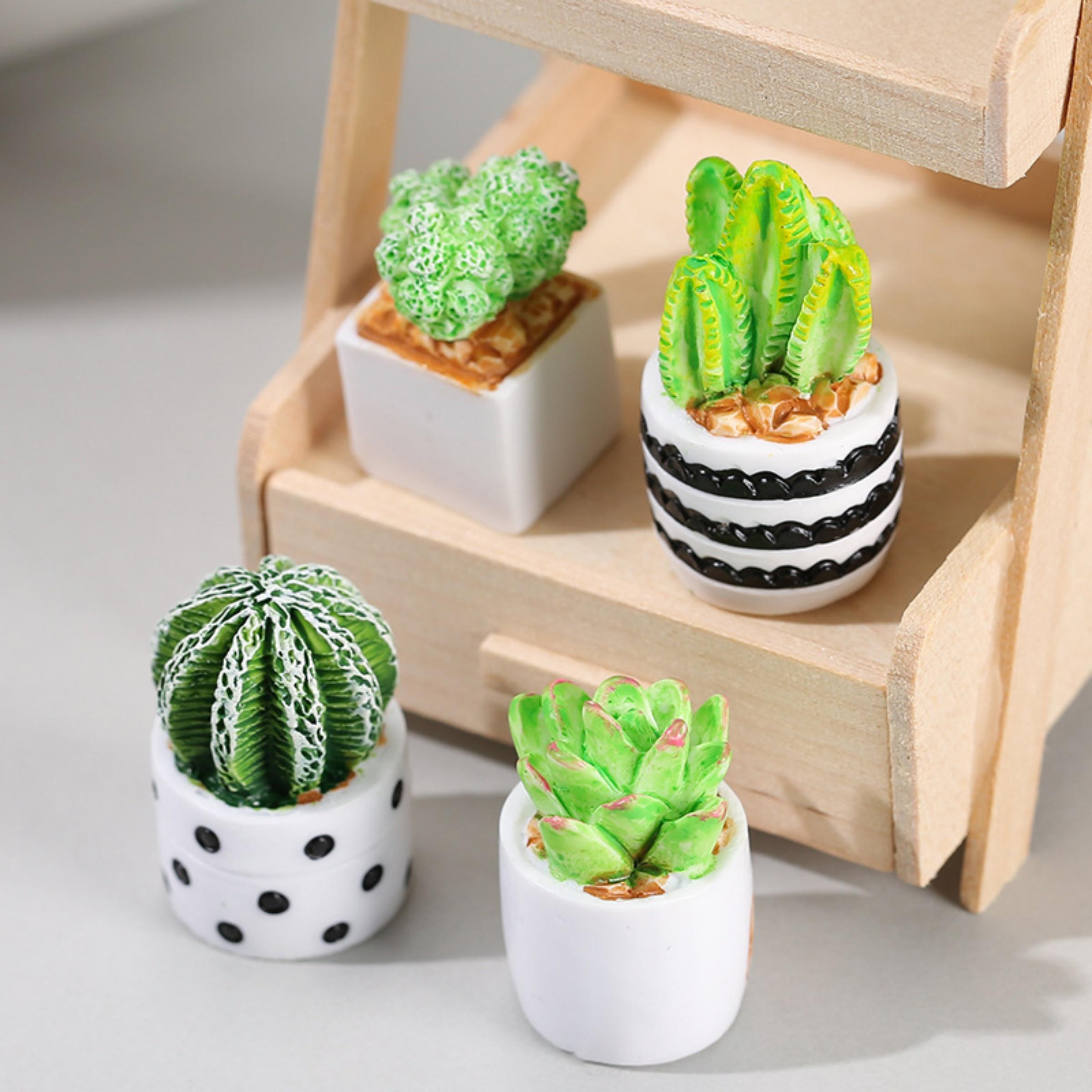 مجموعة من 4 قطع من نباتات الصب - مراجعة Succulent Set وسعره