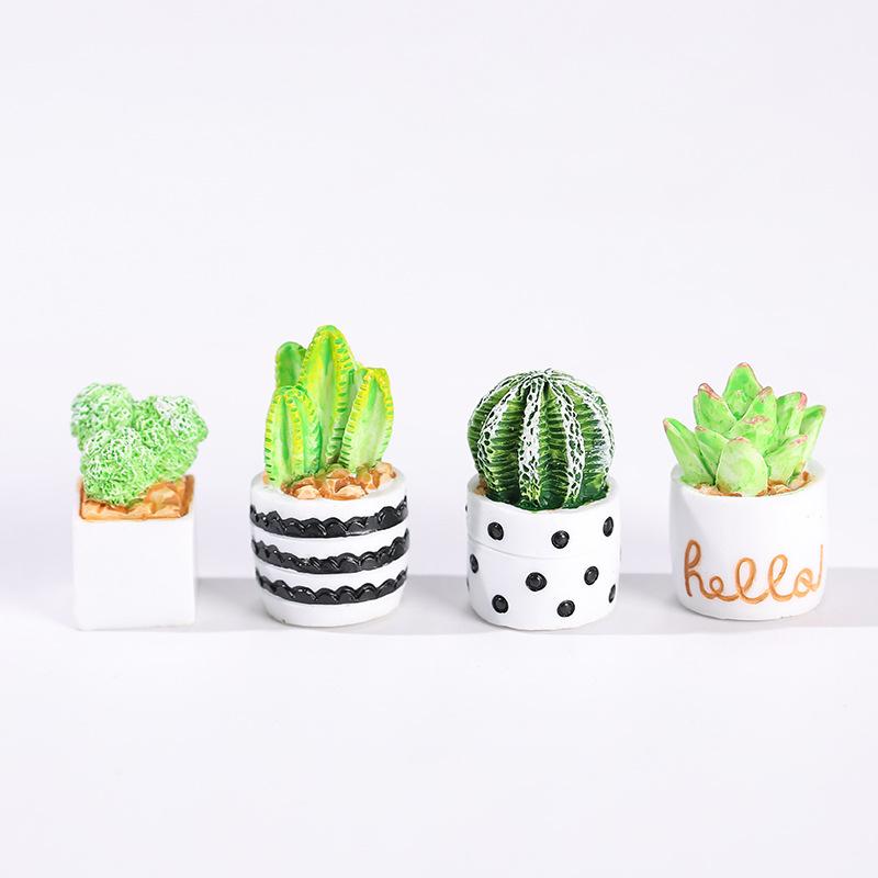 مجموعة من 4 قطع من نباتات الصب - مراجعة Succulent Set وسعره