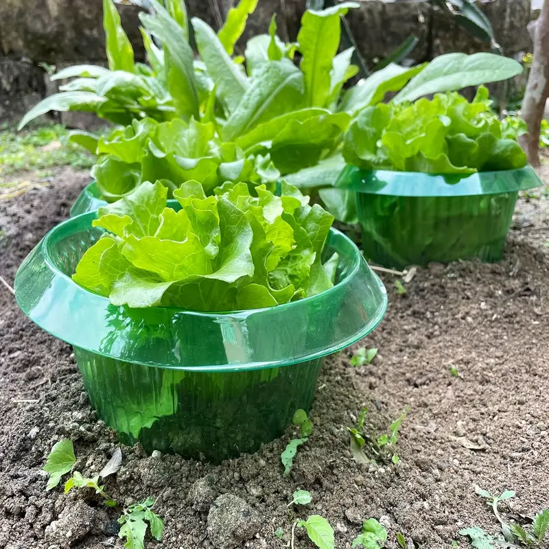 حلقات حماية سبيكة النباتات غطا - مراجعة Terracotta Pot وسعره