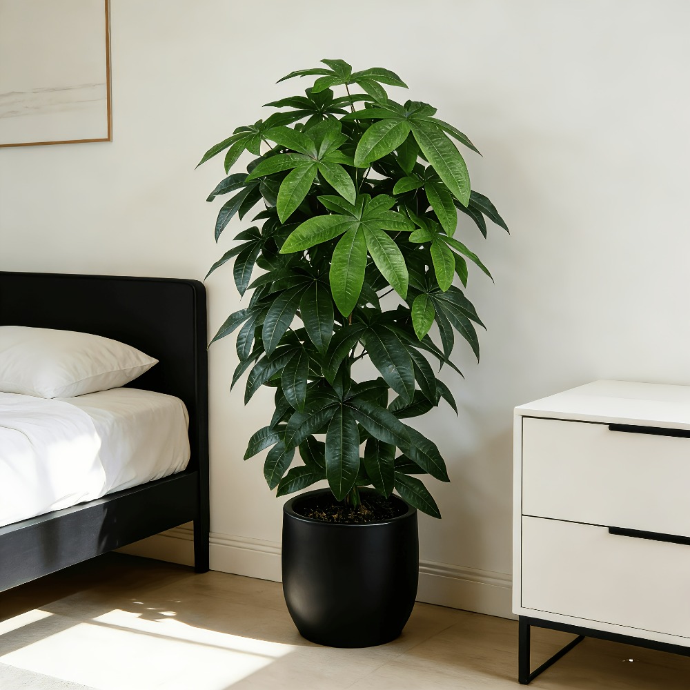 شجرة المال الاصطناعية (باشيرا  - مراجعة Fiddle Leaf Fig وسعره